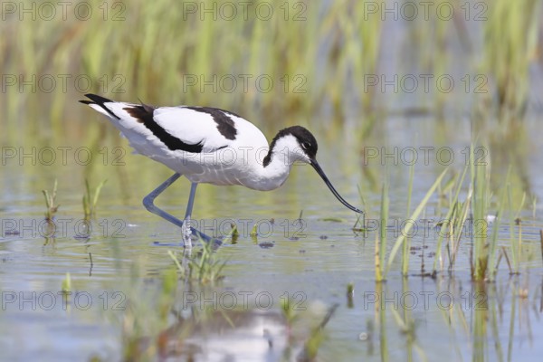 Avocet (Recurvirostra avosetta) adult wader walking in shallow water, Wildlife, Lake