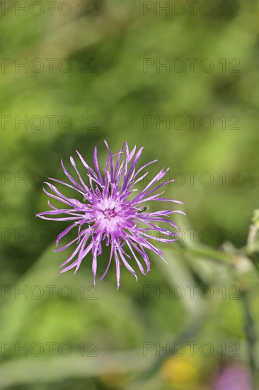 Meadow knapweed or common knapweed (Centaurea jacea), flower, Wilnsdorf, North Rhine-Westphalia,