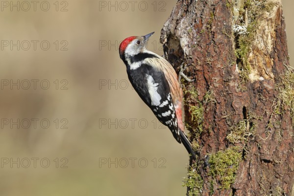 Middle spotted woodpecker (Dendrocopos medius) foraging on a tree stump overgrown with moss and