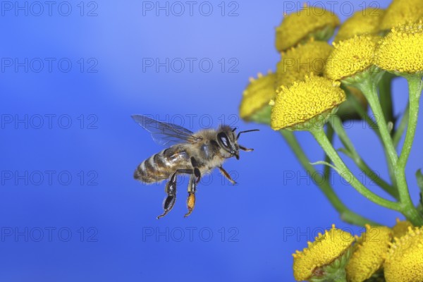 European honey bee (Apis mellifera), in flight on a flower of tansy or worm fern (Tanecetum