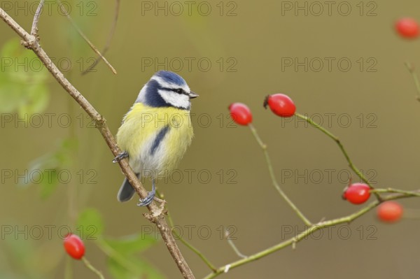 Blue tit (Parus caeruleus), sitting in the branches of a dog rose, dog rose (Rosa canina),