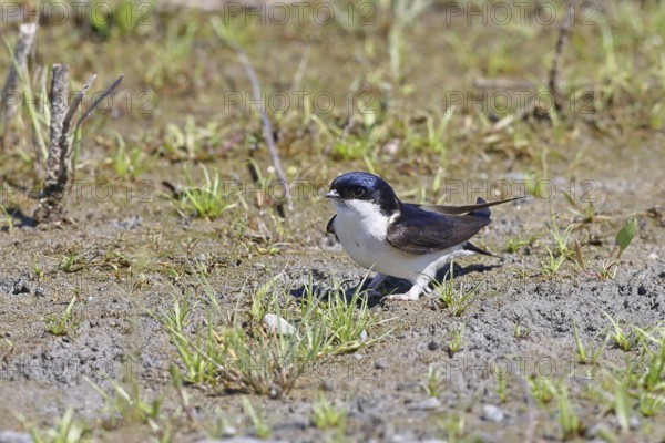 House martin (Delichon urbicum), picking up clay for nest building, wildlife, migratory birds,