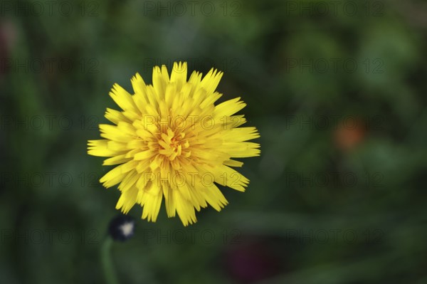 Mouse-ear hawkweed, also known as Lesser mouse-eared hawkweed or long-haired hawkweed (Hieracium