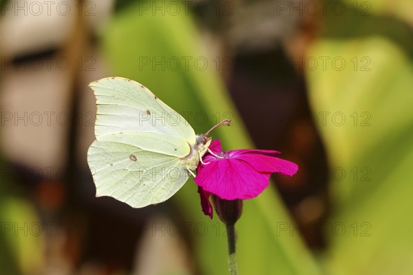 Lemon butterfly (Gonepteryx rhamny) on crown campion (Lychnis coronaria), in a nature garden,