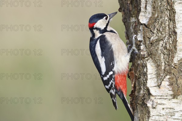 Great spotted woodpecker (Dendrocopus major), male, foraging on the trunk of a common birch (Betula