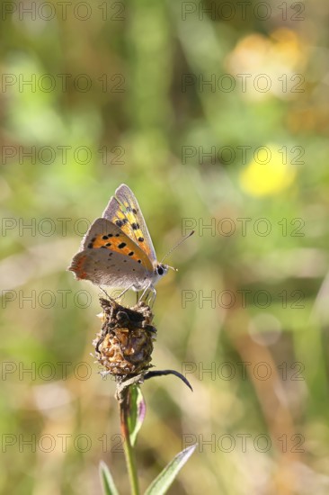 Small copper (Lycaena phlaeas) in a meadow, Gambach nature reserve, Burbach, North