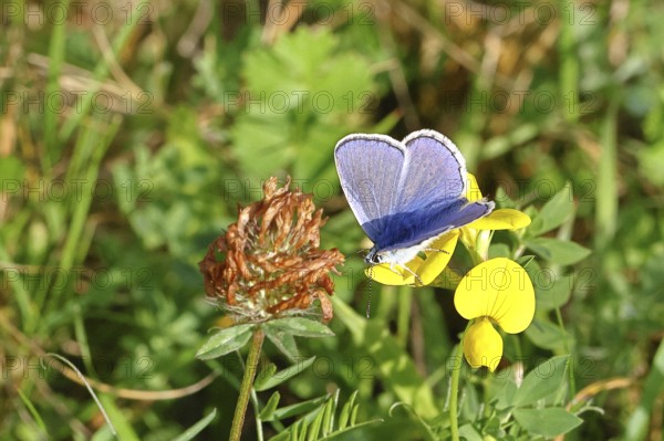 Blue butterfly (Polyommatus icarus), Common blue, male on a flower of the Bird's-foot Trefoil