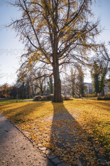 Autumn tree casts long shadow on a path covered with leaves in the park, Stadtgarten Pforzheim,