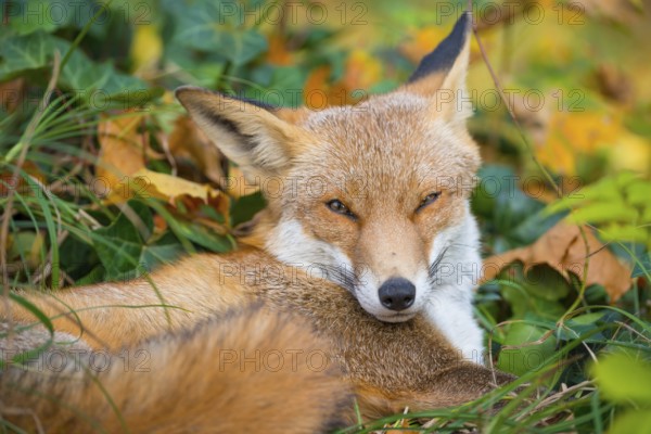 Red fox (Vulpes vulpes) lies between grass and autumn leaves and looks attentively, but relaxed,