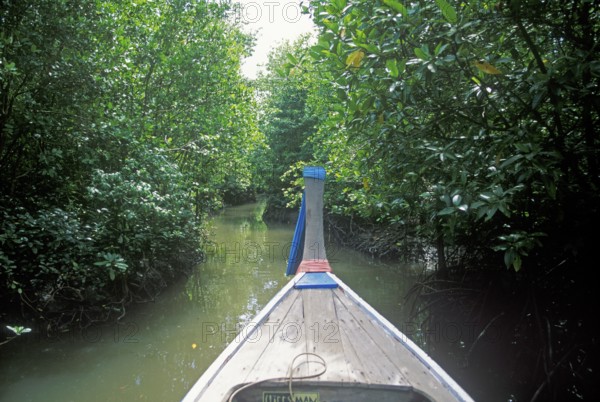 Boat trip through the mangrove jungle near Krabbi, two years in front of the tsunami, Thailand,