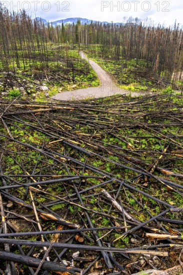 New green grass and plants thriving among charred tree remains in a burned forest highlight
