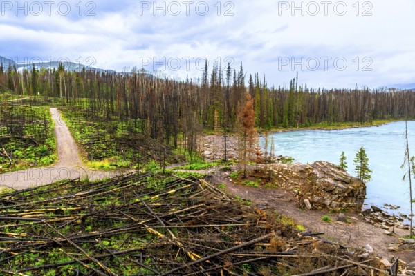 Athabasca falls in jasper national park, alberta, canada, reveals the aftermath of a forest fire