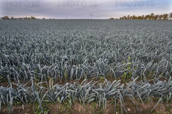 Leek cultivation (Allium ampeloprasum) in Knoblauchsland, vegetable growing area, Nuremberg, Middle