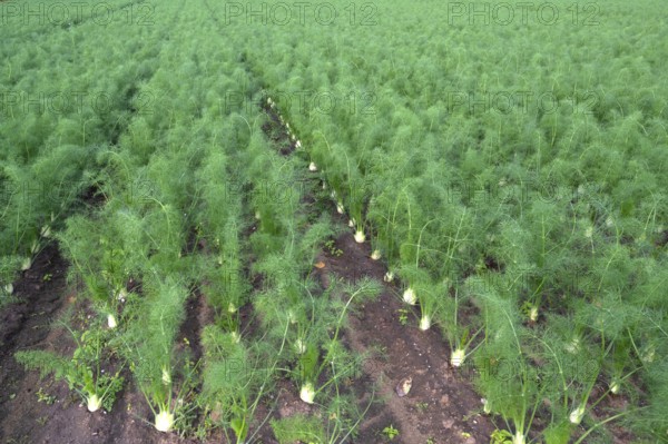 Fennel cultivation (Foeniculum vulgare) in Knoblauchsland, vegetable growing area, Nuremberg,