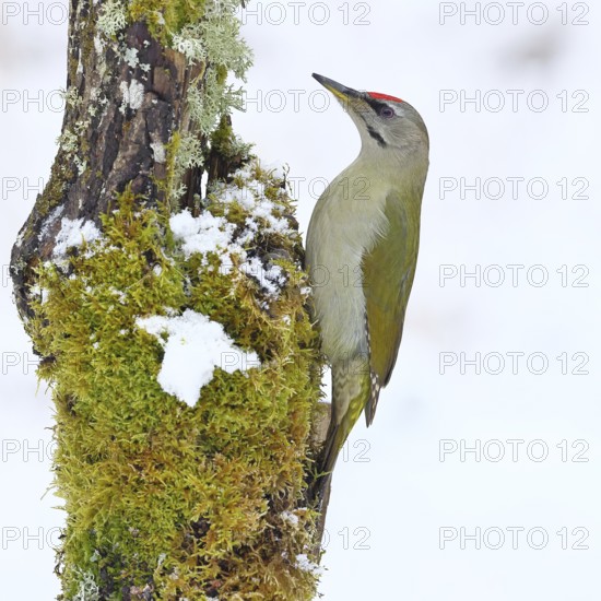Grey-headed woodpecker (Picus canus), male sitting on a dead wood covered with moss and lichen in