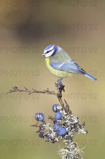 Blue tit (Parus caeruleus), sitting on a branch in a blackthorn bush, (Prunus spinosa), sloes, with