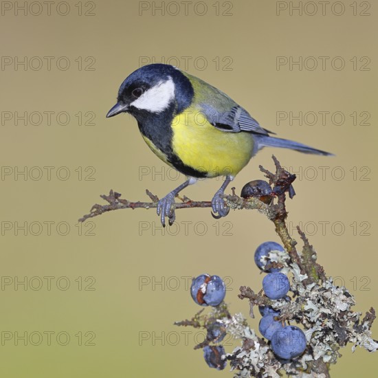 Great tit (Parus major), sitting on a branch in a blackthorn bush, (Prunus spinosa), sloes, with