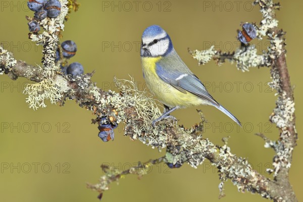Blue tit (Parus caeruleus), sitting on a branch in a blackthorn bush, (Prunus spinosa), sloes, with