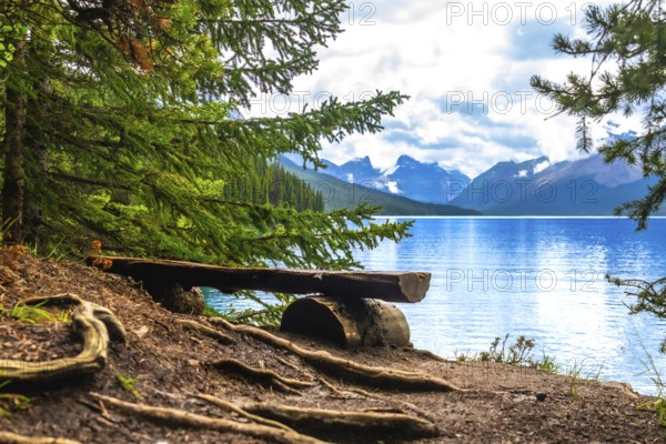 Weathered wooden bench nestled among trees offers a tranquil spot for admiring breathtaking views