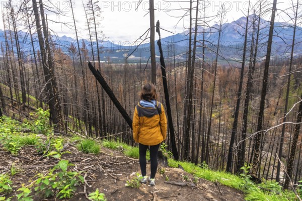 Hiker observes a burned forest with new vegetation growing, showing resilience and regrowth after a