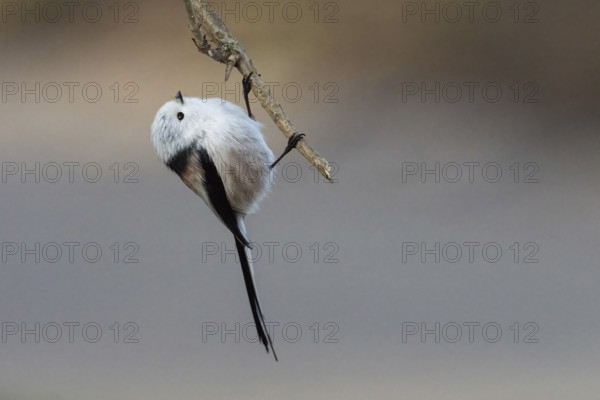 A long-tailed tit (Aegithalos caudatus) hangs upside down on a branch, elegant and concentrated,