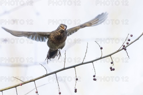 A female blackbird (Turdus merula) with a berry in her beak flies over a branch with berries, her