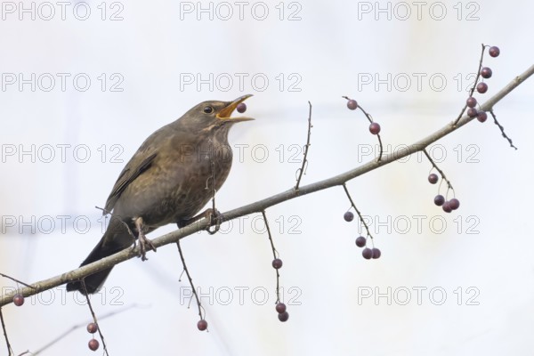 A female blackbird (Turdus merula) looking for food picks a berry from a branch in autumnal