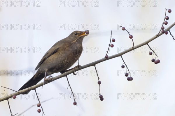 A female blackbird (Turdus merula) with a berry in her beak sitting on a branch in autumnal