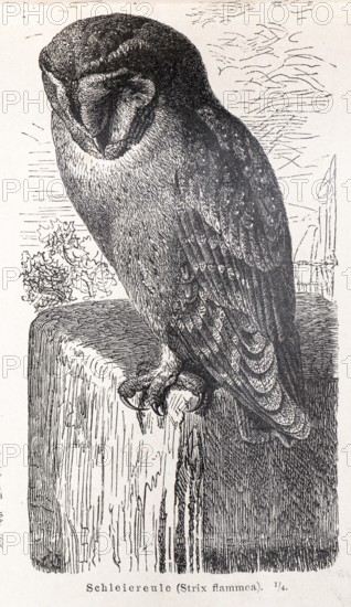 Common barn owl (Tyto alba) sitting on a wall stone and looking down, calm depiction of an owl in