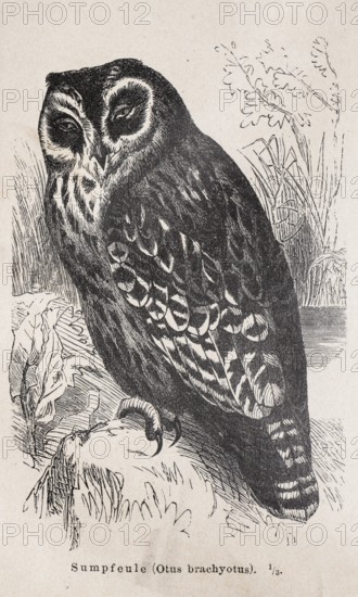 Short-eared owl (Asio flammeus), formerly swamp owl, (Otus brachyotus), sitting on a stone on the
