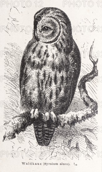 Tawny owl (Strix aluco) sitting on a lichen-covered branch, mystical illustration of an owl on a