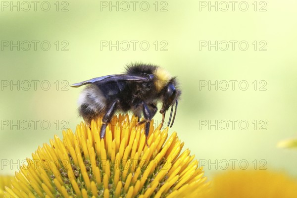 Forest cuckoo bumblebee (Bombus sylvestris), collecting nectar on a purple coneflower (Echinacea