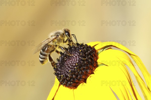 European honey bee (Apis mellifera), collecting nectar from a flower of the yellow coneflower