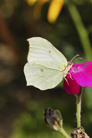 Lemon butterfly (Gonepteryx rhamny) on crown campion (Lychnis coronaria), in a nature garden,
