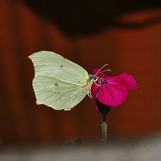 Lemon butterfly (Gonepteryx rhamny) on crown campion (Lychnis coronaria), in a nature garden,