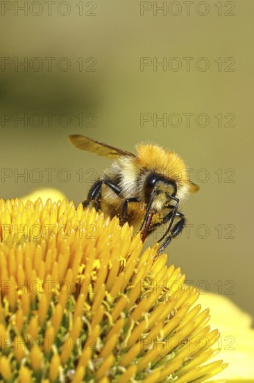 Field bumblebee (Bombus pascuorum), collecting nectar on a purple coneflower (Echinacea purpurea),
