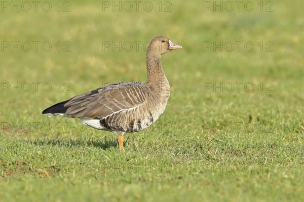 White-fronted goose (Anser albifrons), standing in a meadow in the wintering area, wildlife,