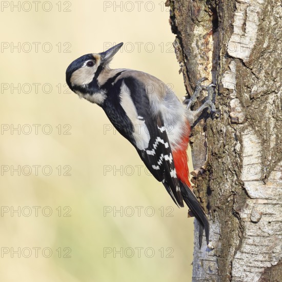 Great spotted woodpecker (Dendrocopus major), female, foraging on the trunk of a common birch