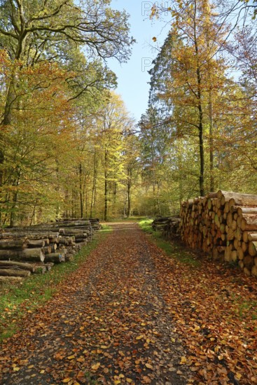 Forest trail with pile of wood on the side through a heavily colored forest, autumn, Westerwald,