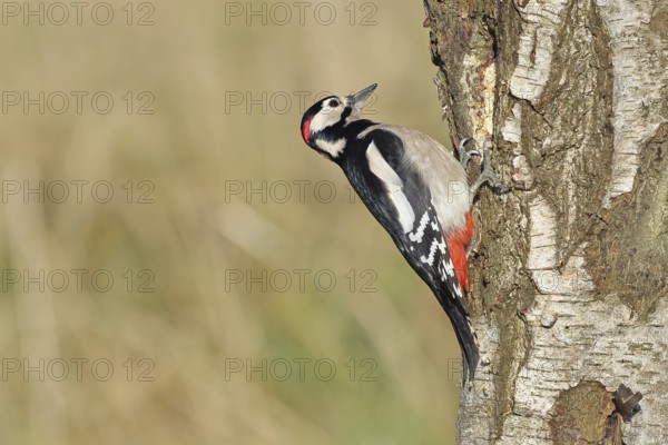 Great spotted woodpecker (Dendrocopus major), male, foraging on the trunk of a common birch (Betula
