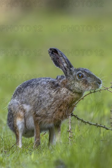 An obviously interesting scent on a larch branch lying on the ground makes the brown hare (Lepus
