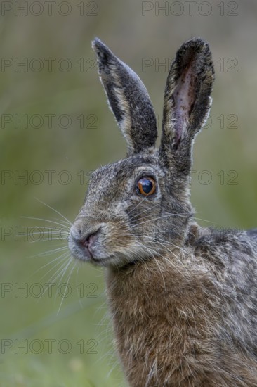 Portrait of a hare (Lepus europaeus) looking surprised, suddenly coming upon a photographer lying