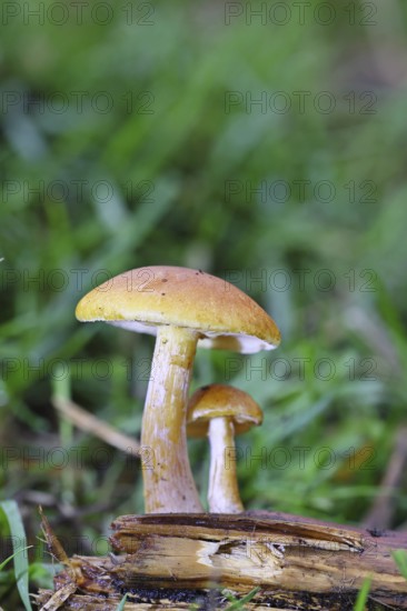 Orange snail (Hygrophorus pudorinus), inedible mushroom, on a forest path, autumn, Wilnsdorf, North
