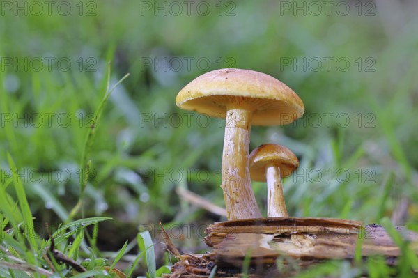 Orange snail (Hygrophorus pudorinus), inedible mushroom, on a forest path, autumn, Wilnsdorf, North