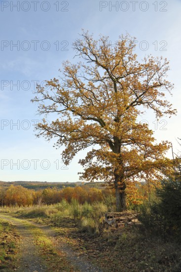 Forest trail with an oak tree in autumn leaves on the edge, autumn, Wilnsdorf, North