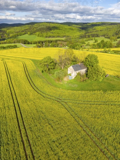 Aerial view, drone photo: Lonely country house with trees, surrounded by blooming rapeseed, forests