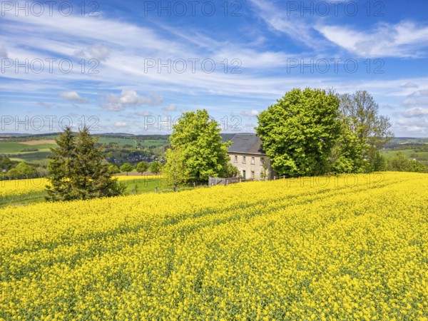 Aerial view, drone photo: Lonely located country house with trees, surrounded by blooming rapeseed,