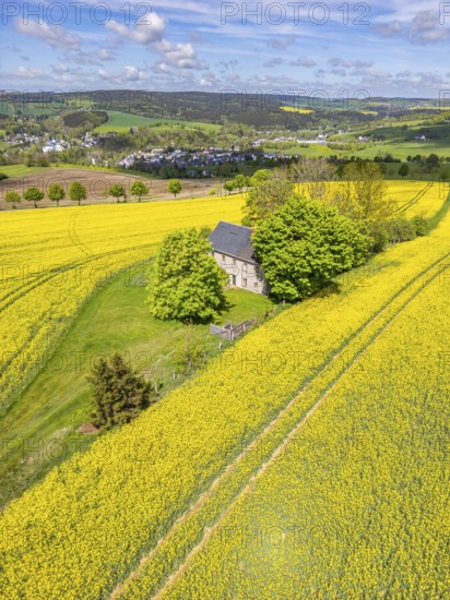 Aerial view, drone photo: Lonely country house with trees, surrounded by blooming rapeseed, in the