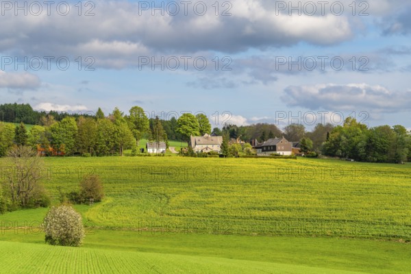 Individual farms on the edge of a blooming rapeseed field, ridge path through the Ore Mountains,