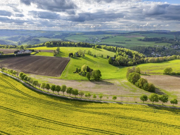 Aerial view, drone photo: Blooming rapeseed field, rows of trees, fields and forests in the Ore